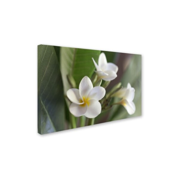 Pierre Leclerc 'Plumeria Bloom' Canvas Art,16x24